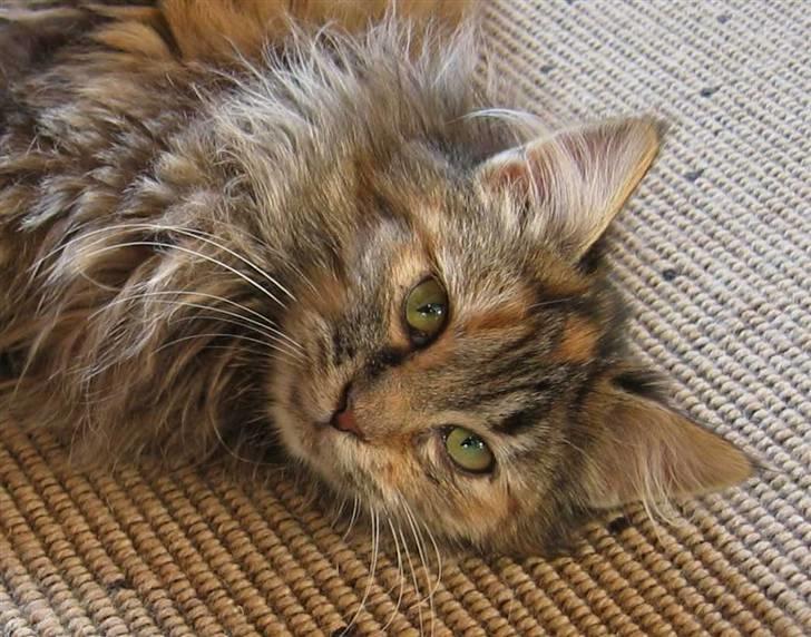 Blanding af racer Pjuske - Hvor har jeg det godt (22-01-09) billede 12