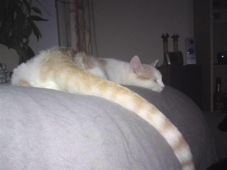 Huskat Tut billede 15