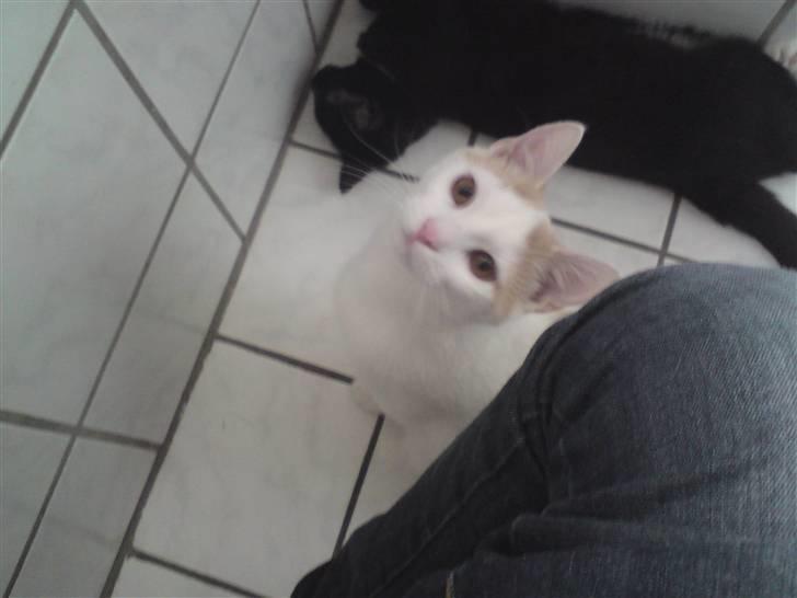 Huskat Tut billede 16