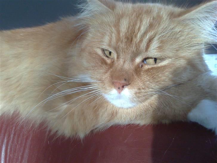 Norsk Skovkat Garfield - Jeg er bare SÅ smuk billede 1