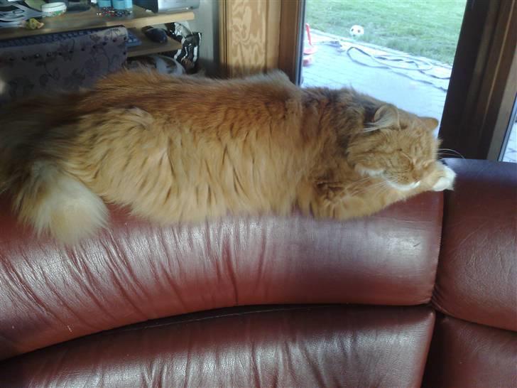 Norsk Skovkat Garfield - Der er vist ikke noget der opdager at jeg ligger her;) billede 3