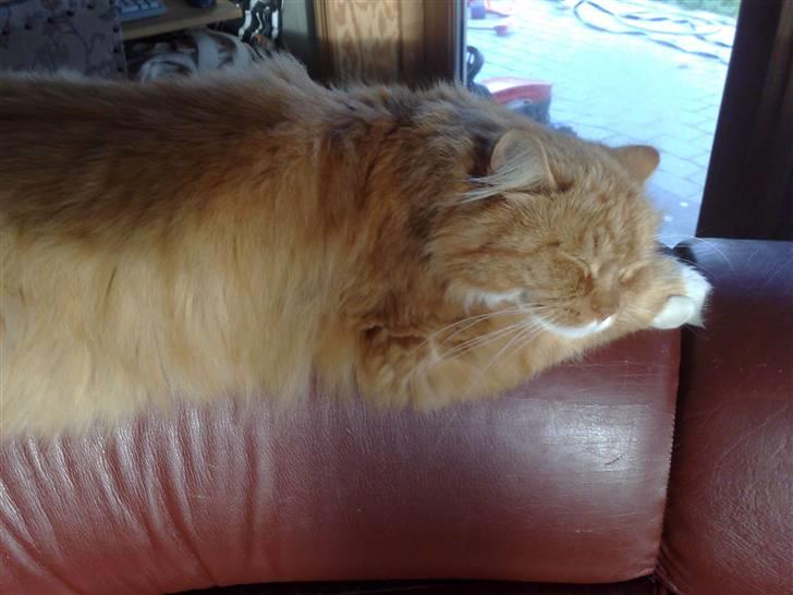 Norsk Skovkat Garfield - Hmm... alligevel opdaget... så lader jeg bare som om jeg ikke ser noget... billede 4