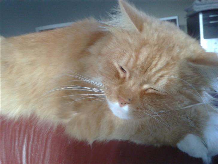 Norsk Skovkat Garfield - hvem sagde livsnyder;) billede 5