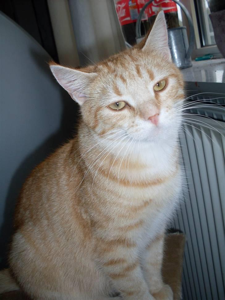 Blanding af racer Plage billede 1