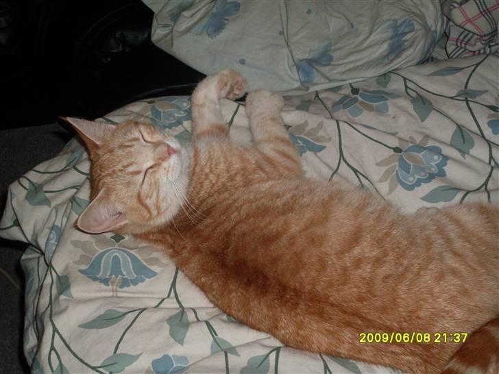 Blanding af racer Plage - Plage ligger i Baggrunden og putter mjen´s søster er på farten billede 2