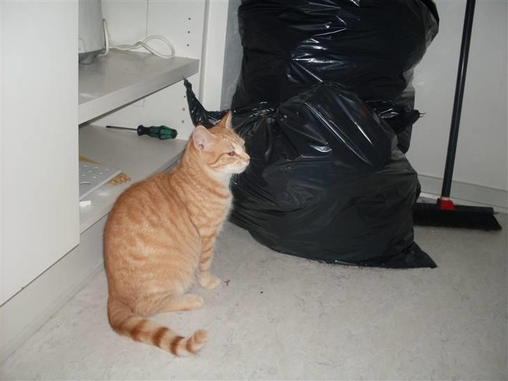 Blanding af racer Plage billede 3