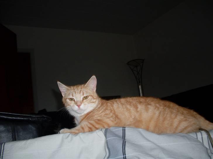 Blanding af racer Plage billede 4