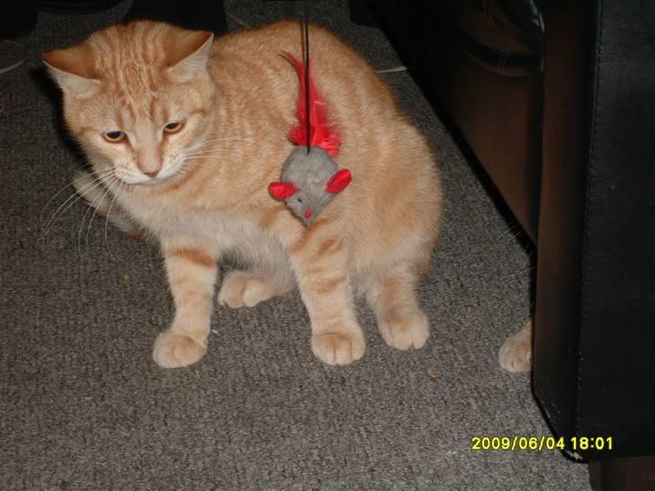 Blanding af racer Plage billede 5