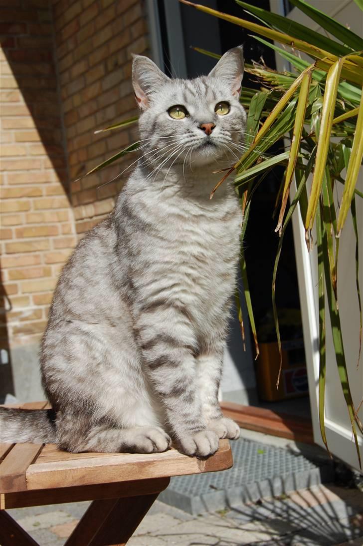 Blanding af racer Findus billede 16