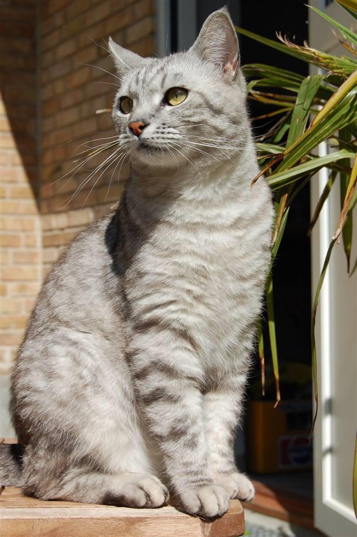 Blanding af racer Findus billede 17