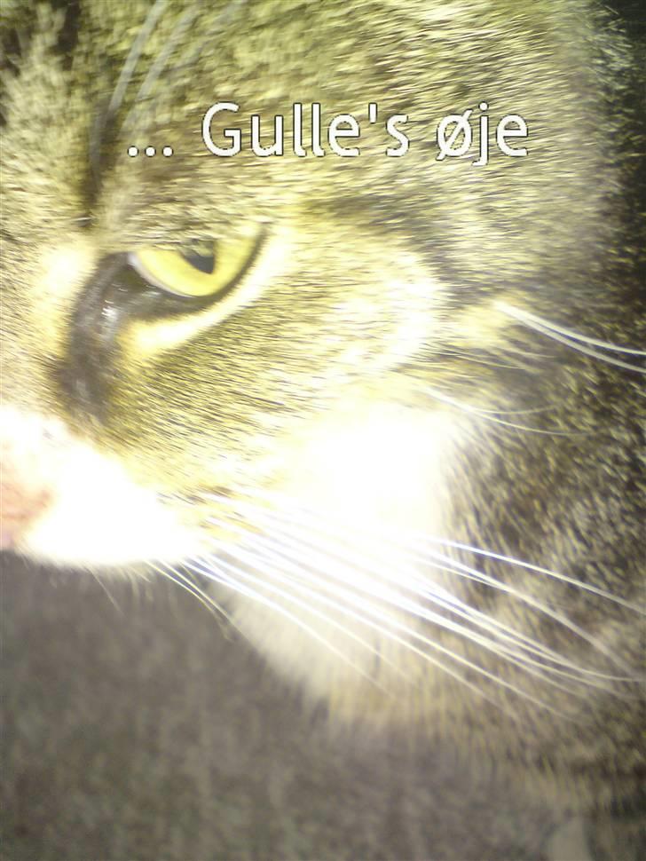 Huskat OLIVER 'GULLE' - - ´Tiger´hovedet! billede 13