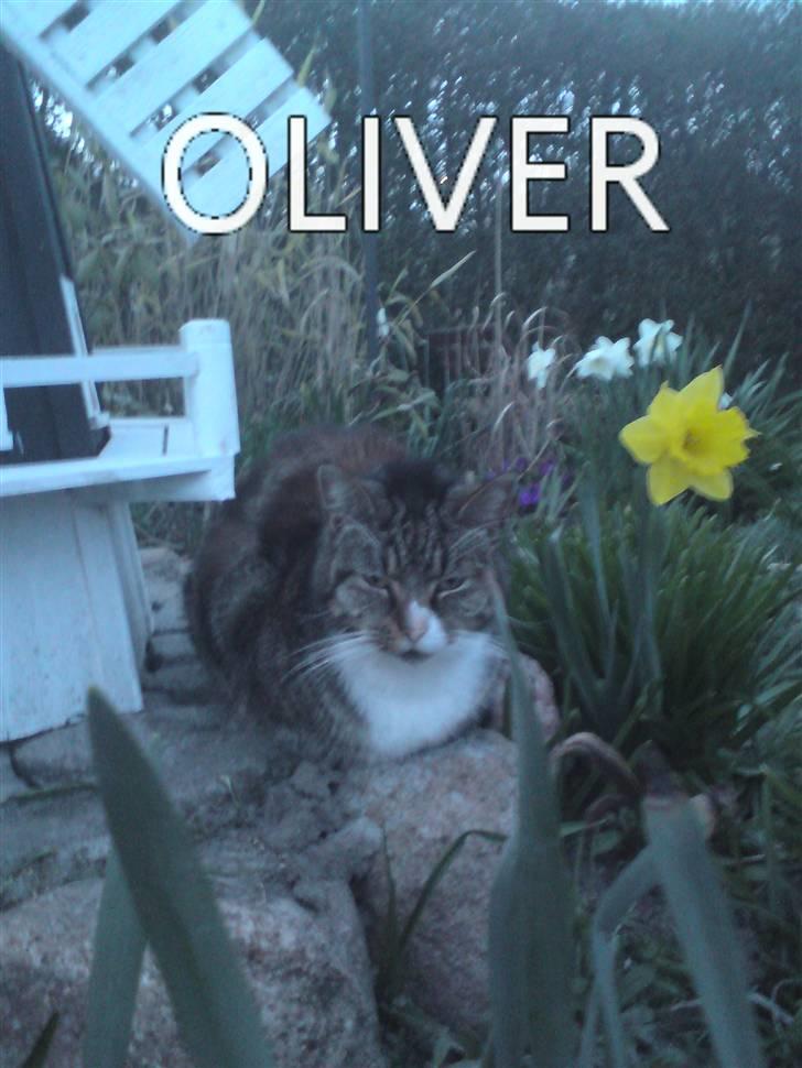 Huskat OLIVER 'GULLE' - - Moderigtig? billede 14