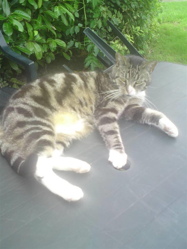 Huskat OLIVER 'GULLE' - Nyt! Jeg er bare en glad og tilfreds ældre herre. (: billede 15