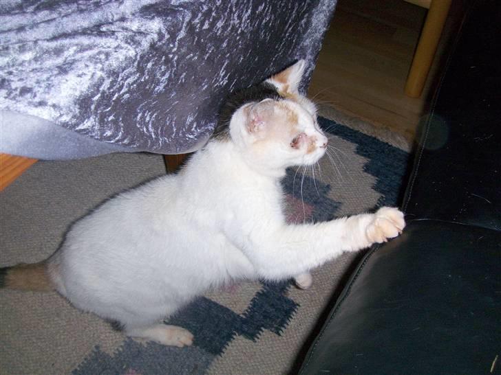 Blanding af racer Amanda R.I.P savner dig  billede 17