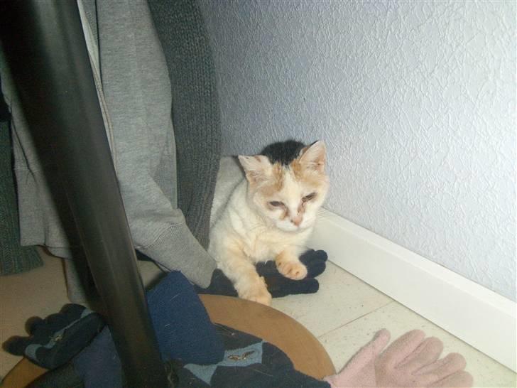 Blanding af racer Amanda R.I.P savner dig  billede 18