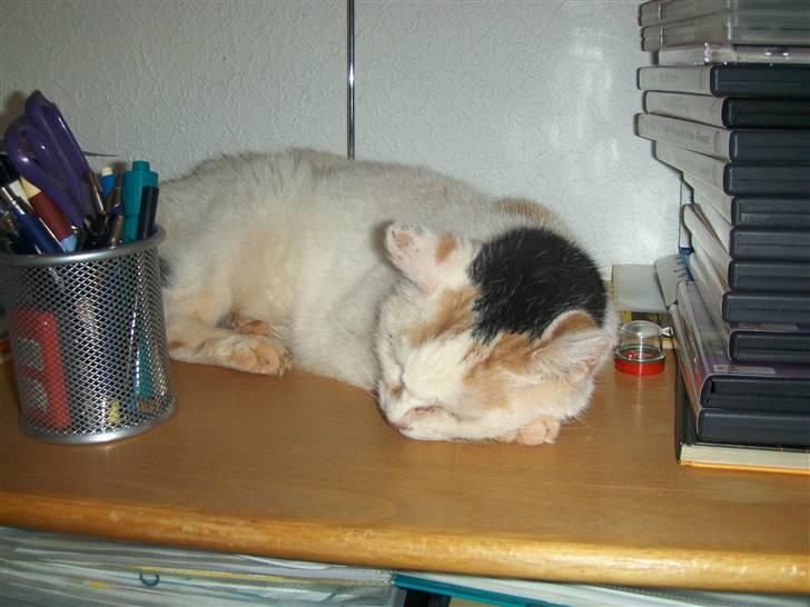 Blanding af racer Amanda R.I.P savner dig  billede 19