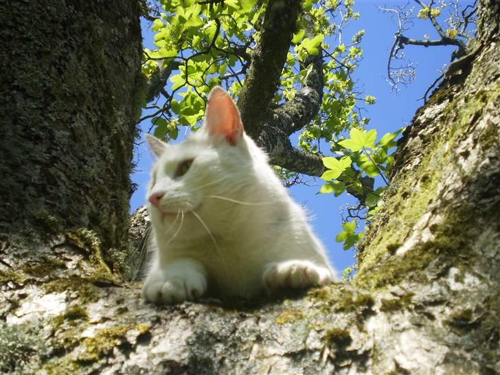 Blanding af racer Chever "Mindre fede" - min smukke mis billede 1