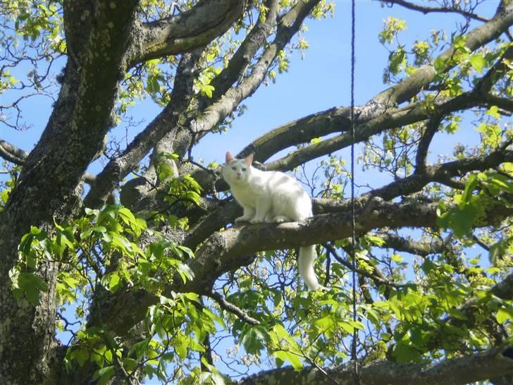 Blanding af racer Chever "Mindre fede" - min hund havde jagtet ham op i et træ billede 2