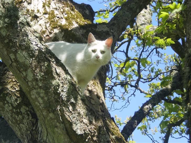 Blanding af racer Chever "Mindre fede" billede 3