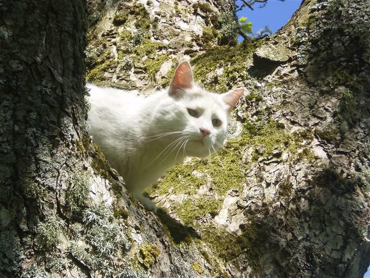 Blanding af racer Chever "Mindre fede" billede 4