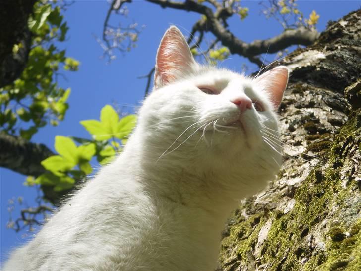 Blanding af racer Chever "Mindre fede" billede 5