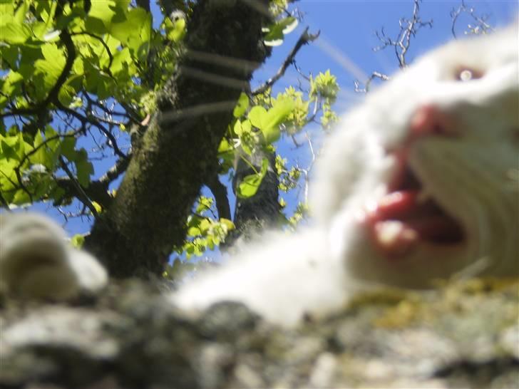 Blanding af racer Chever "Mindre fede" - min farlige mis billede 6