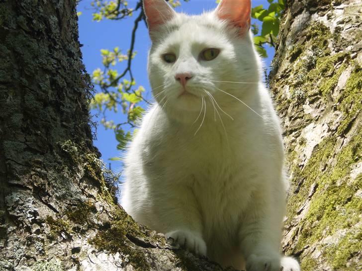 Blanding af racer Chever "Mindre fede" billede 7