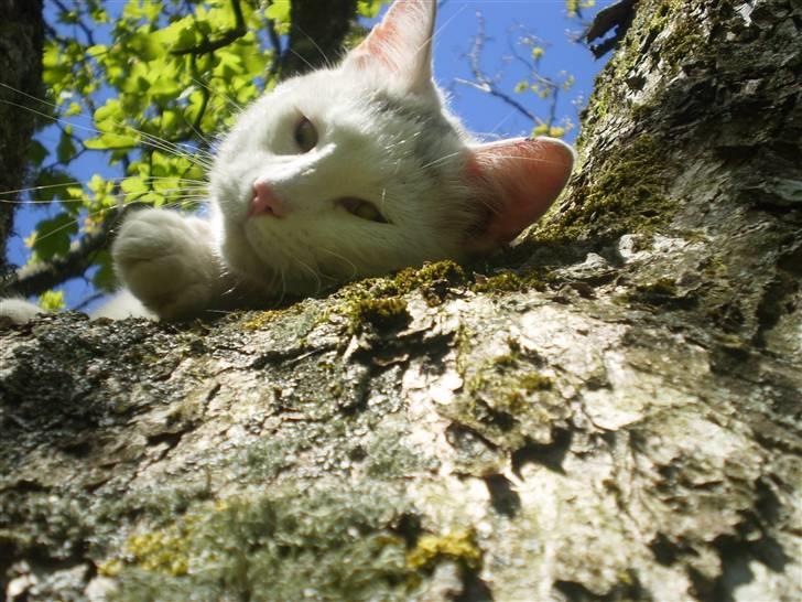 Blanding af racer Chever "Mindre fede" - "tuttelu der nede" billede 8