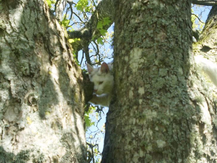 Blanding af racer Chever "Mindre fede" billede 9