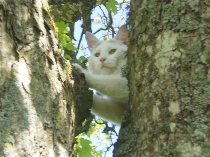 Blanding af racer Chever "Mindre fede" billede 10