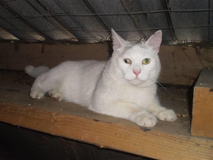 Blanding af racer Chever "Mindre fede" - stolte mis billede 11