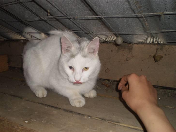 Blanding af racer Chever "Mindre fede" - jummi billede 12