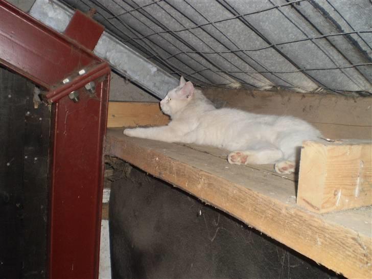 Blanding af racer Chever "Mindre fede" - min løve billede 13