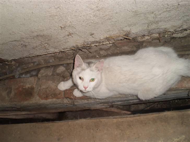 Blanding af racer Chever "Mindre fede" - i et hulrum mellem vores heste stald og vores maskinhus billede 14