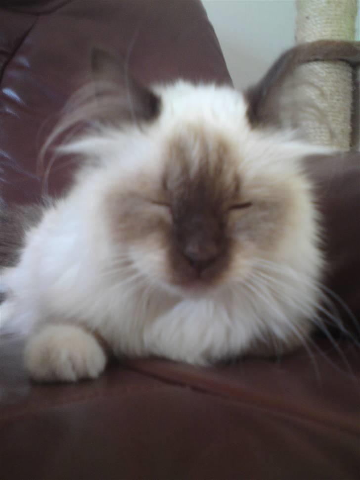 Hellig Birma DK Rosenlyst's Rose billede 1