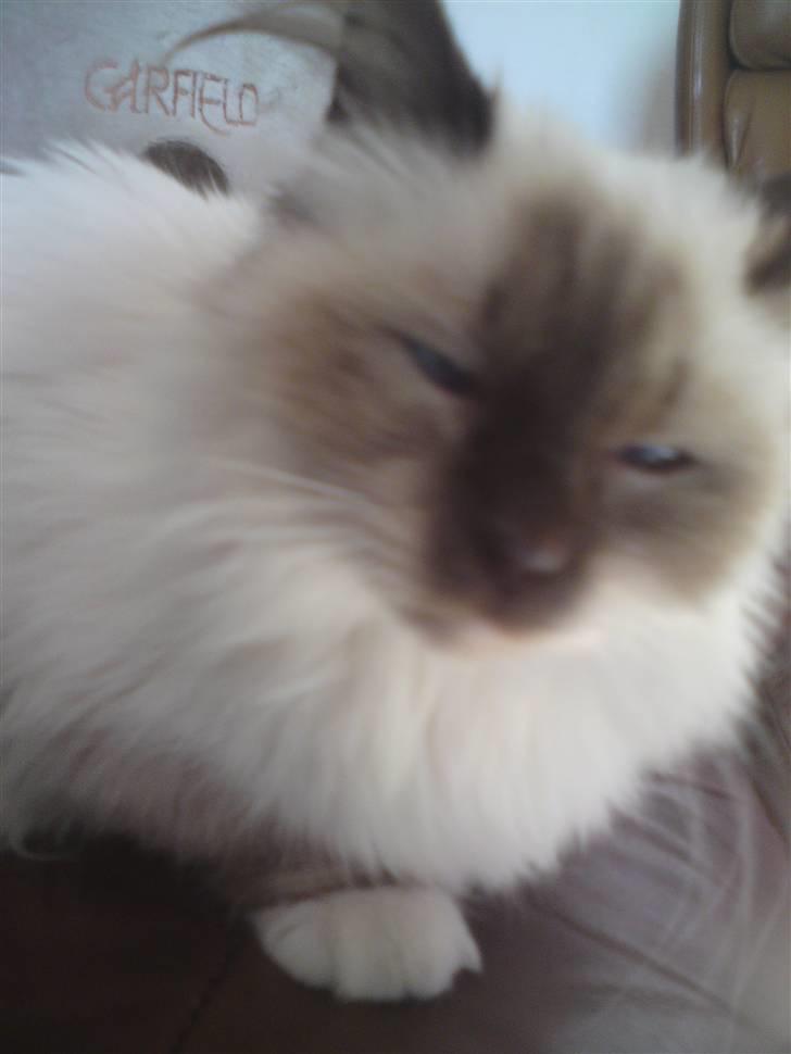 Hellig Birma DK Rosenlyst's Rose billede 2