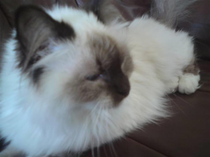 Hellig Birma DK Rosenlyst's Rose billede 3