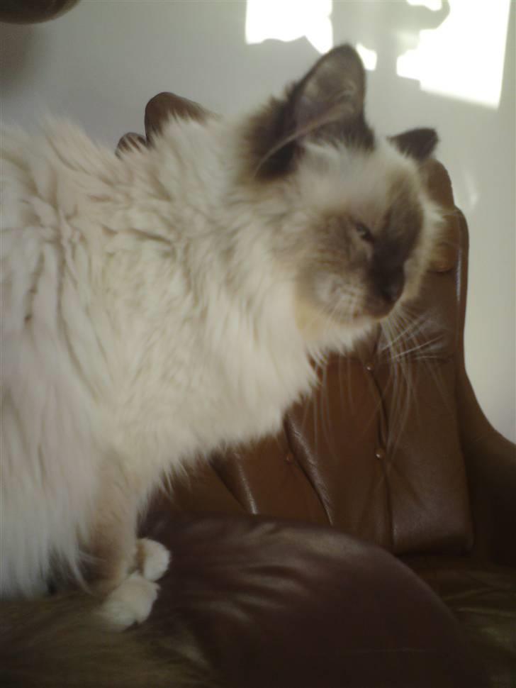 Hellig Birma DK Rosenlyst's Rose billede 4