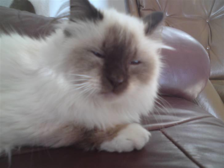 Hellig Birma DK Rosenlyst's Rose billede 5