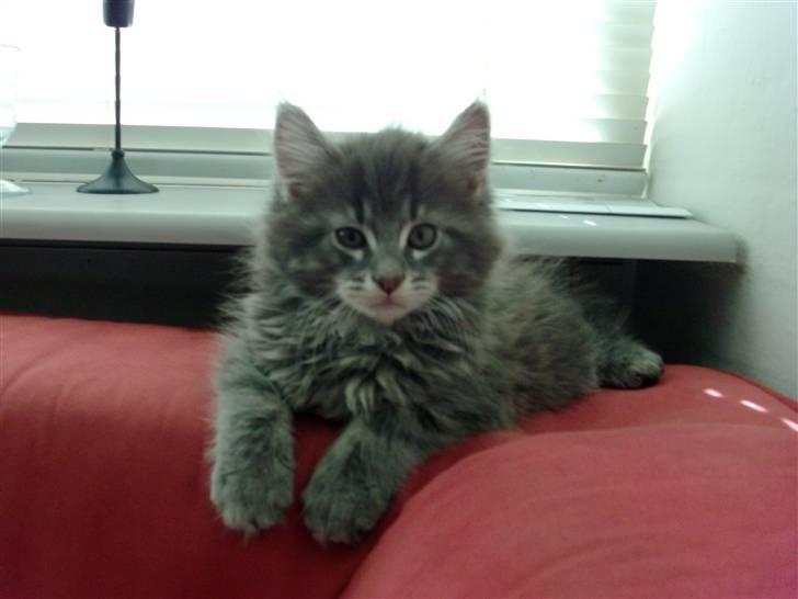 Maine Coon Bobby (hvil i fred <3) - min flotte lille kat 9 uger billede 33