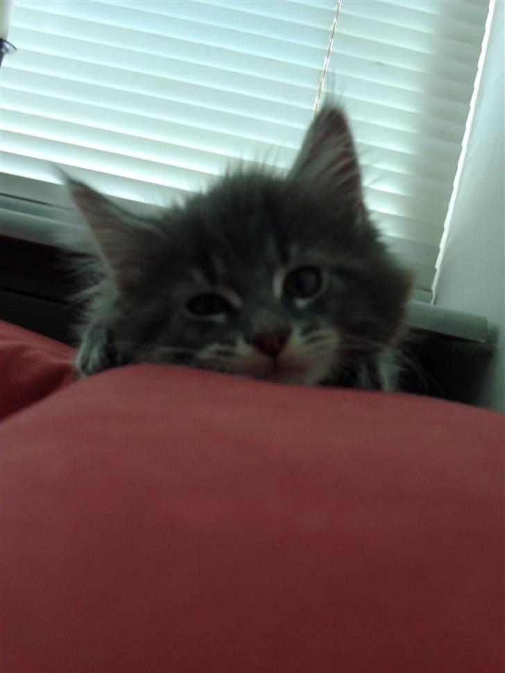 Maine Coon Bobby (hvil i fred <3) - er han ikke sød? :b 9 uger gammel billede 31