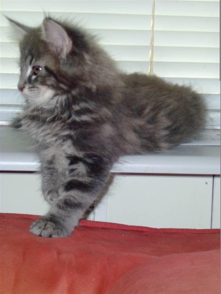 Maine Coon Bobby (hvil i fred <3) - 9 uger gammel billede 30
