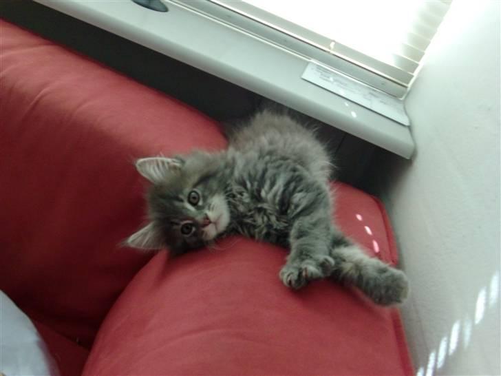 Maine Coon Bobby (hvil i fred <3) - han er så kær! :b 9 uger  billede 32