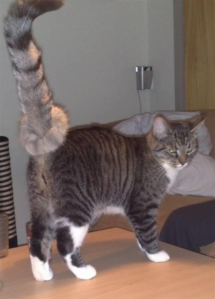 Huskat Gizmo billede 1