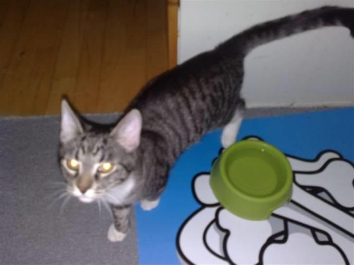 Huskat Gizmo billede 2