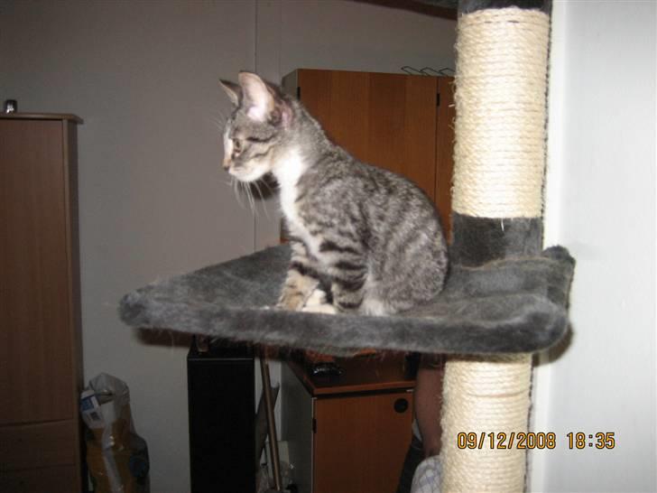 Huskat Gizmo billede 3