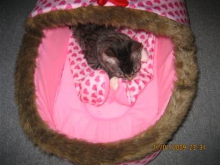 Huskat Gizmo billede 4