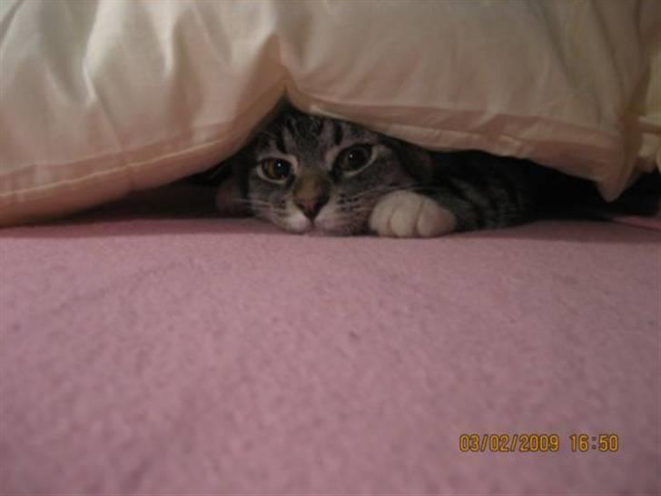 Huskat Gizmo billede 5