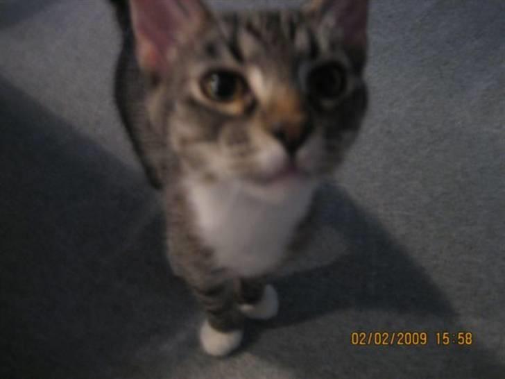 Huskat Gizmo billede 6