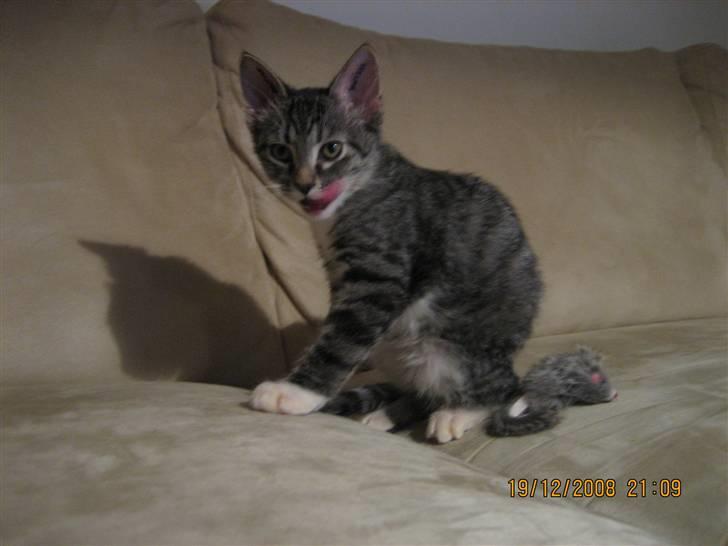 Huskat Gizmo billede 7